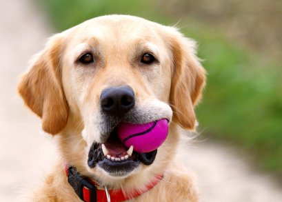 Golden-with-ball