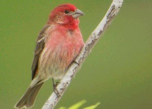 housefinch