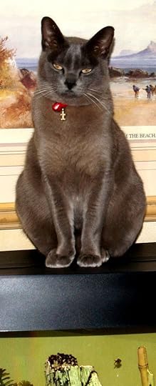 Velvalura Romeo - or Ben to his friends - on top of the fishtank, his favourite spot in winter, because of the warmth from the lights under the lid. Clocking in at 6kg, there were winters when we wondered if he would go straight through and join the fishes!