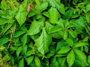 poisonivy_edited