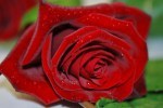 Ephemeral Beauty...