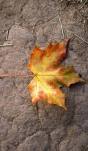 One fallen leaf....