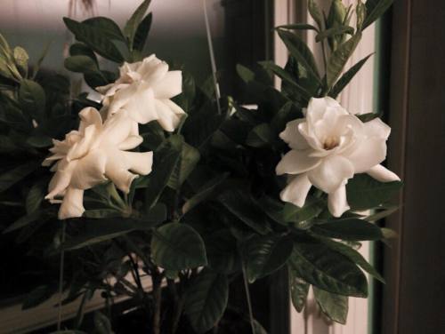 11825991_10100500359238050_414918742598986545_n