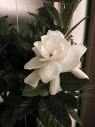 11866225_10100500359302920_338408339355524555_n