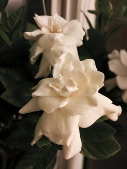 11811502_10100500359282960_750224934356792075_n