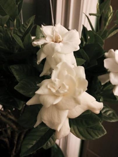 11059615_10100500359258010_4717690536989905413_n