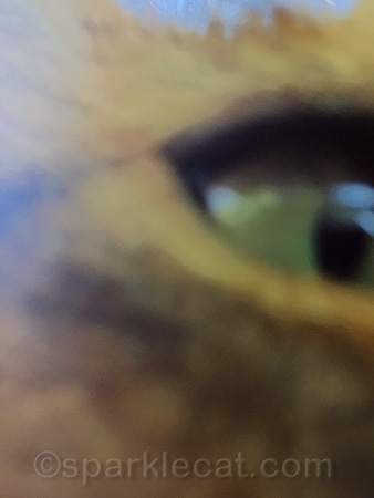 I think I was trying to get a treat before finishing the shot