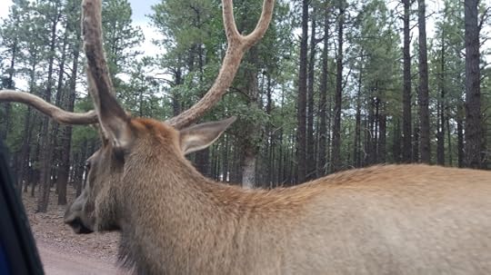 Asshole elk right after he nudged my car and started walking around it to get to what he thought was a tasty treat