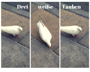 Three white pigeons - a German listening exercise