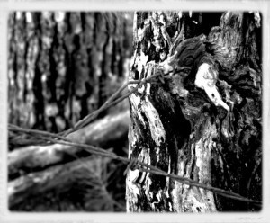 4.1 - Barbed Wire LS 4