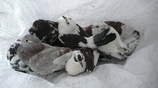 17794940760_8448f4a626_o