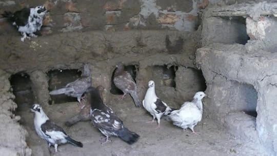 17794737918_01473efde1_o