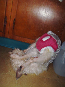Sound asleep.