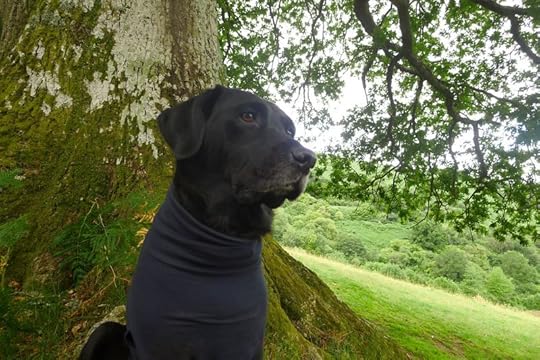 Sniffing the wind