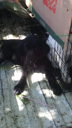 Puppy