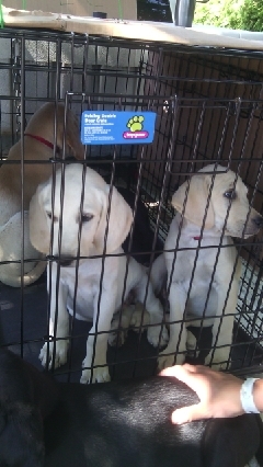 Puppies
