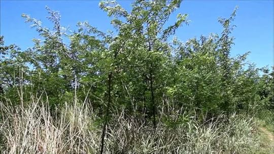 What my hill looked like up close.