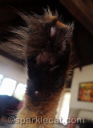 Black paws AND toe hawks!