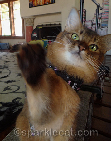 I had to do a bunch of High Fives to get this one - that was fine, I got a treat for each try