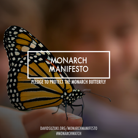 Photo: Love butterflies? Sign the Monarch Manifesto!