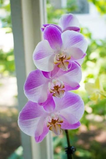 11836628_432035466997564_8705865891881319794_n