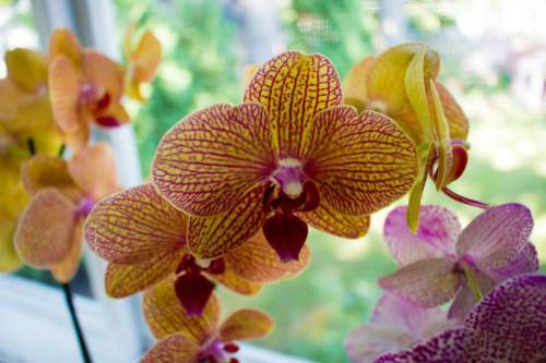 11828822_432035593664218_2949540727603873539_n