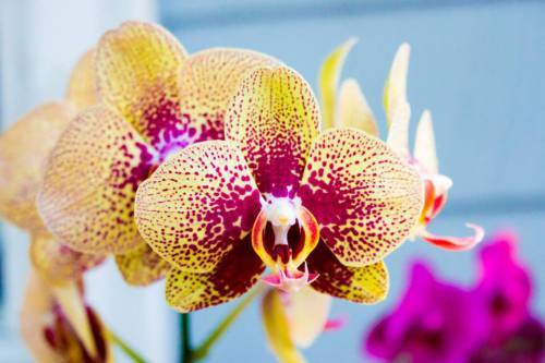 11825000_432035350330909_1800023718703379277_n