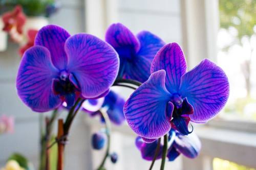 11822953_10100500125212040_7985247907981426797_o