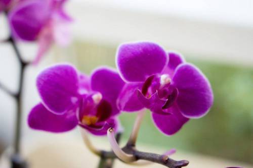 11800472_432035240330920_3826498169854552766_n