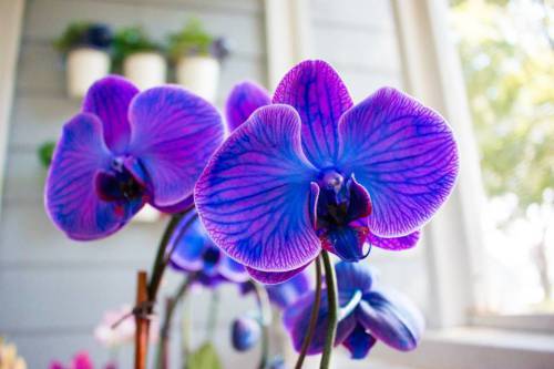 11800013_432035380330906_6095483949010400943_n