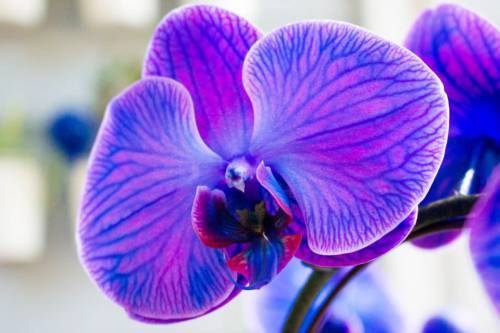 11846694_432035370330907_6560190512532339597_n