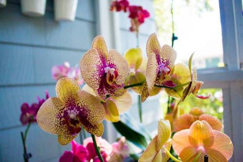 11846517_432035416997569_7766645299718550270_n