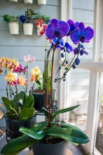 11855661_432035343664243_8881363085594920811_n