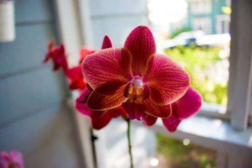 11811346_432035330330911_4998220387358335921_n