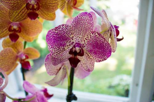 11825866_432035526997558_9119825292885894965_n