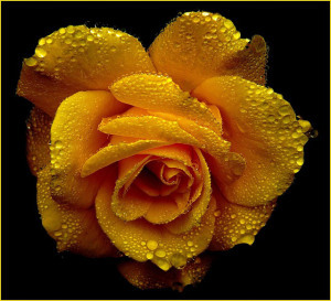 rose-361517_640