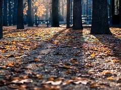 park-731504__180