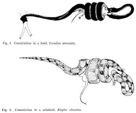boids-constriction