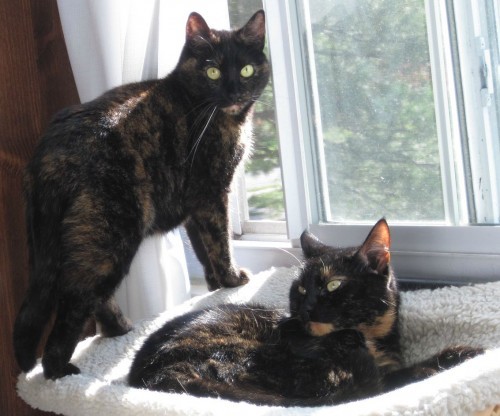 tortoiseshell-cats