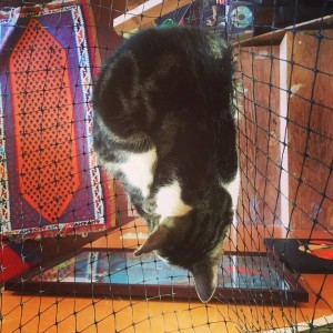 picture of a sleeping cat