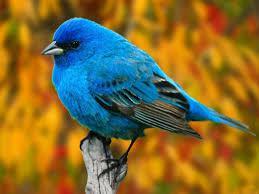tweet