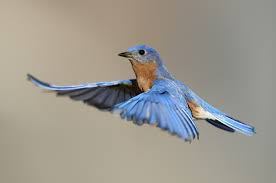 tweet 9