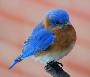 tweet2