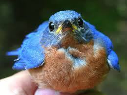 tweet4