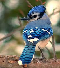 tweet 6