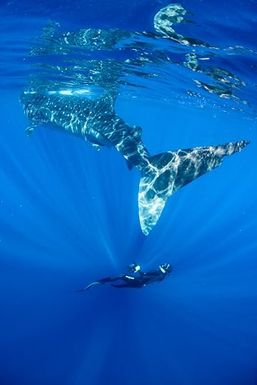 20150808-duChemin-WhaleSharks-183