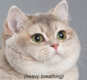 tumblr_nboddnpk6l1qax99wo10_500