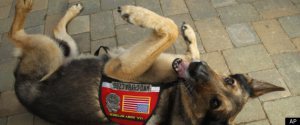 Navy SEAL war dog