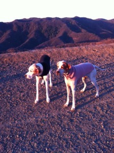 dogs