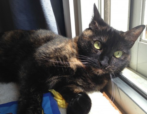 tortoiseshell-cat